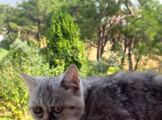 2 Aylık Exotic Dişi görsel