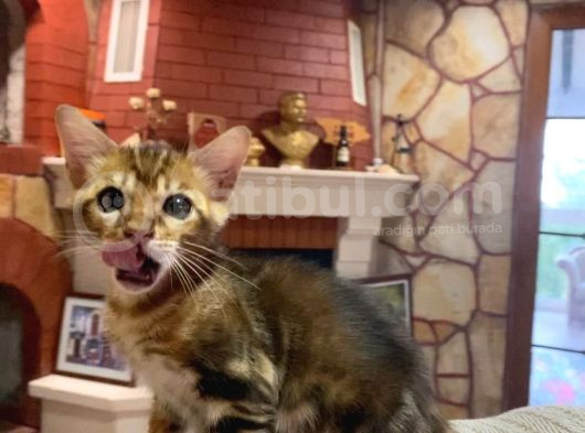 Ukraina Scrli 2 Aylık Zagreus Bengal görsel