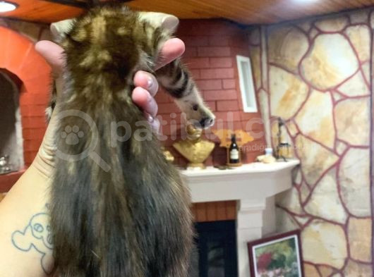Ukraina Scrli 2 Aylık Zagreus Bengal görsel