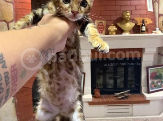 Ukraina Scrli 2 Aylık Zagreus Bengal görsel
