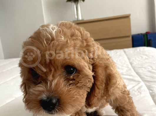 Köpeğimin Aşırı Sevimli Yavrusu görsel