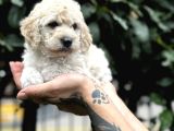Anne Maltipo Baba Poodle Yavrularımız Kilo Garantili