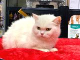 KAR BEYAZ BRITISH SHORTHAIR DİŞİ YAVRUMUZ