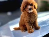 Tooy Poodle Cinsi Yavrular Dişi Erkek Mevcuttur 