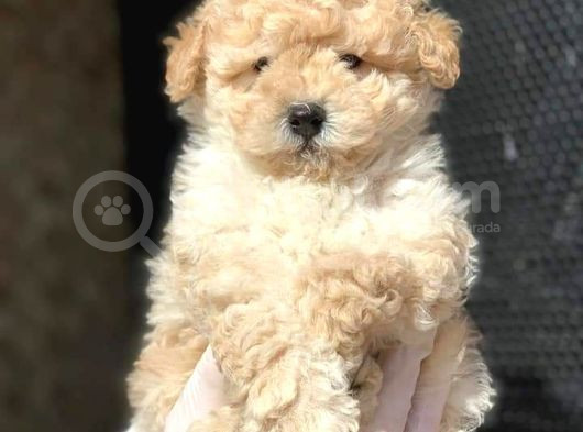 Kahve Tonlu Puppy Kıvırcık Tüylü Malti̇po Ci̇nsi̇ 