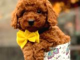 Tooy poodle cinsi kıpkırmızı Red mini Boy 