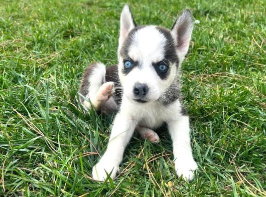 Mavi Gözleriyle Büyüleyen Husky Sibirya Kurdu Yavrular