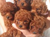 TOY POODLE