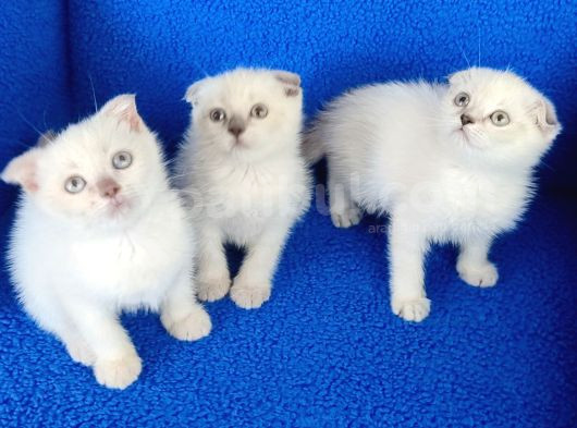 Bu Ptirciklar Yeni̇ Yuvalarina Gi̇tmeye Hazirdir görsel