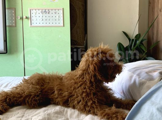 4 Aylik Erkek Mi̇nyatür Poodle