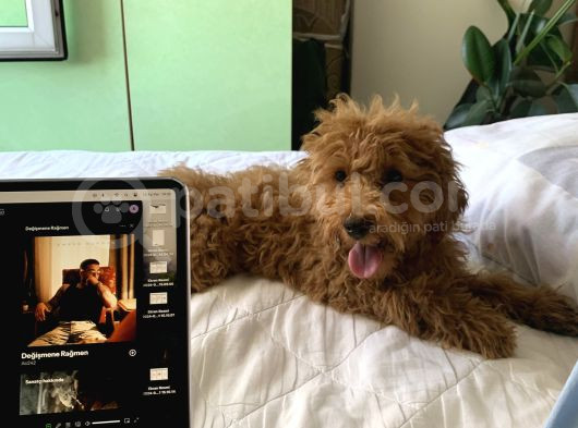 4 Aylik Erkek Mi̇nyatür Poodle görsel