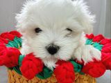 2 Aylık Maltese Terrier Yavrusu