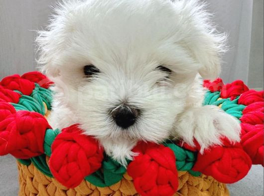 2 Aylık Maltese Terrier Yavrusu görsel