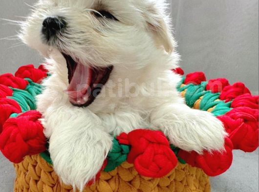 2 Aylık Maltese Terrier Yavrusu görsel