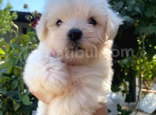 2 Aylık Maltese Terrier Yavrusu
