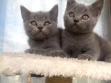 Yavru british shorthair kedi
