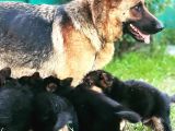 Safkan Düsuk Bel Alman Coban Kopegi Yavrusu