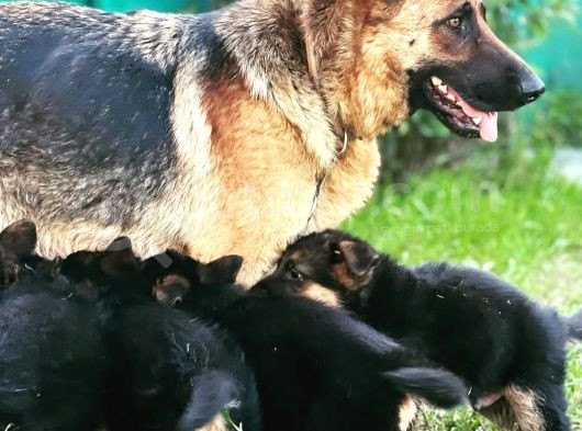 Safkan Düsuk Bel Alman Coban Kopegi Yavrusu görsel