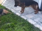 Safkan Düsuk Bel Alman Coban Kopegi Yavrusu