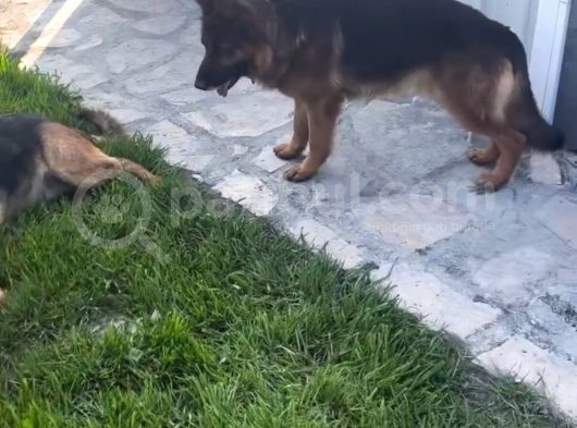 Safkan Düsuk Bel Alman Coban Kopegi Yavrusu görsel