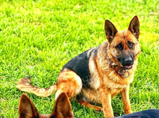Safkan Düsuk Bel Alman Coban Kopegi Yavrusu görsel