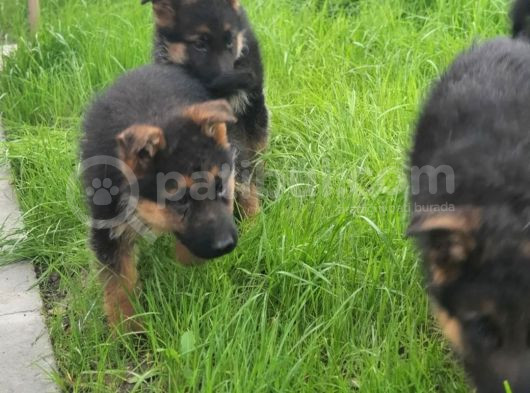Safkan Düsuk Bel Alman Coban Kopegi Yavrusu