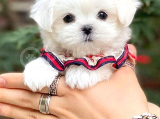 Maltesse Terrier Cinsi Mini Boy Puppy Kar Beyaz  görsel