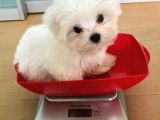 Kore Maltese Terri̇er Mama Malzeme Kampanyalı