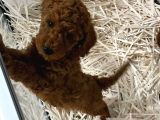 Evde Bakılan Wc Eğitimli Poodle Bebeğim