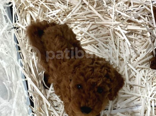 Evde Bakılan Wc Eğitimli Poodle Bebeğim görsel