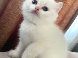 Safkan Üst Kali̇te Yavrular