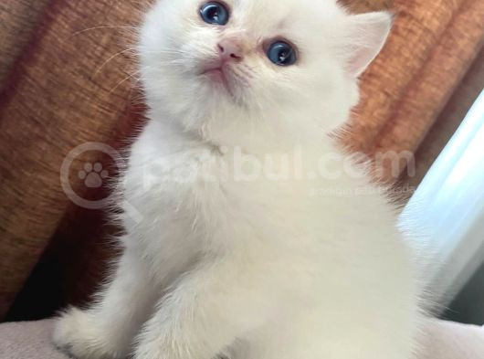 Safkan Üst Kali̇te Yavrular görsel