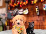 Minik Sevimli Tüy Dökmez Zeki A Secereli Maltipoo