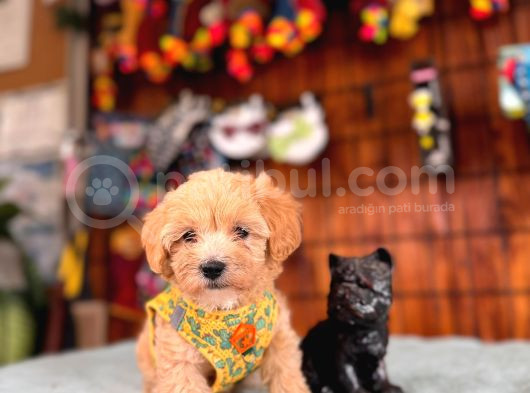 Minik Sevimli Tüy Dökmez Zeki A Secereli Maltipoo görsel