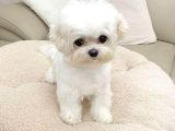 Kore Maltese Terri̇er Mama Malzeme Kampanyalı