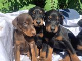 Şampiyon Soydan Doberman Yavrular