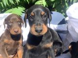 Şampiyon Soydan Doberman Yavrular