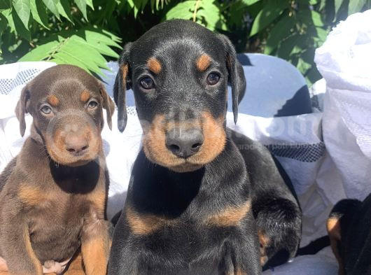 Şampiyon Soydan Doberman Yavrular görsel