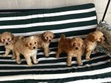 Poodle Gibi Kızıl Maltipo Yavrular
