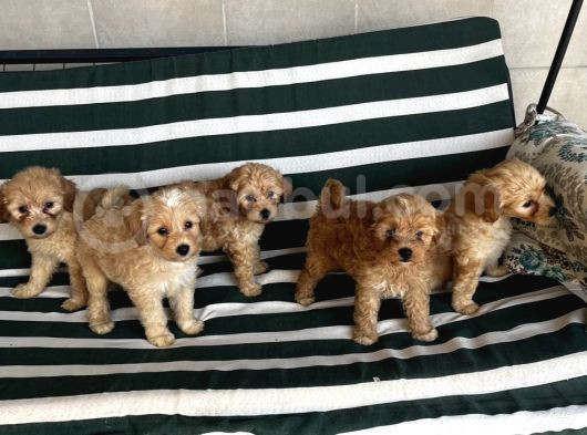 Poodle Gibi Kızıl Maltipo Yavrular görsel