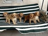 Poodle Gibi Kızıl Maltipo Yavrular