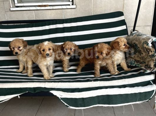 Poodle Gibi Kızıl Maltipo Yavrular görsel