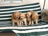 Poodle Gibi Kızıl Maltipo Yavrular
