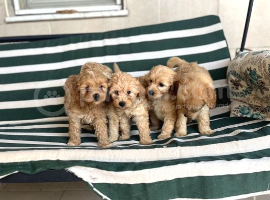 Poodle Gibi Kızıl Maltipo Yavrular görsel