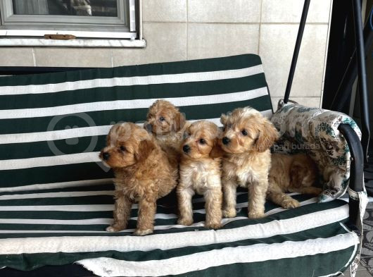 Poodle Gibi Kızıl Maltipo Yavrular görsel