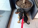 5 Aylık Doberman