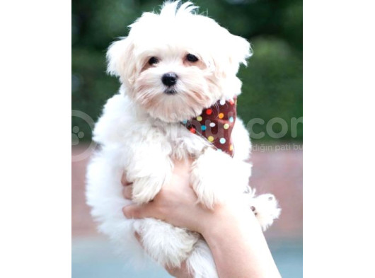 Maltesse Terrier Cinsi Mini Boy Puppy Kar Beyaz 