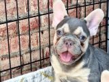 En Özel Renklerde Ve Dna Yapısında French Bulldog
