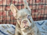 En Özel Renklerde Ve Dna Yapısında French Bulldog
