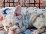 En Özel Renklerde Ve Dna Yapısında French Bulldog